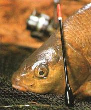 float fishing, coarse fishing