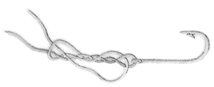locked half blood knot,fishing knots