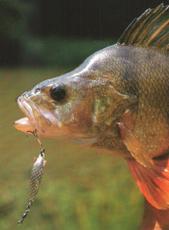 Perch on a spinner Perch caught on a spinner